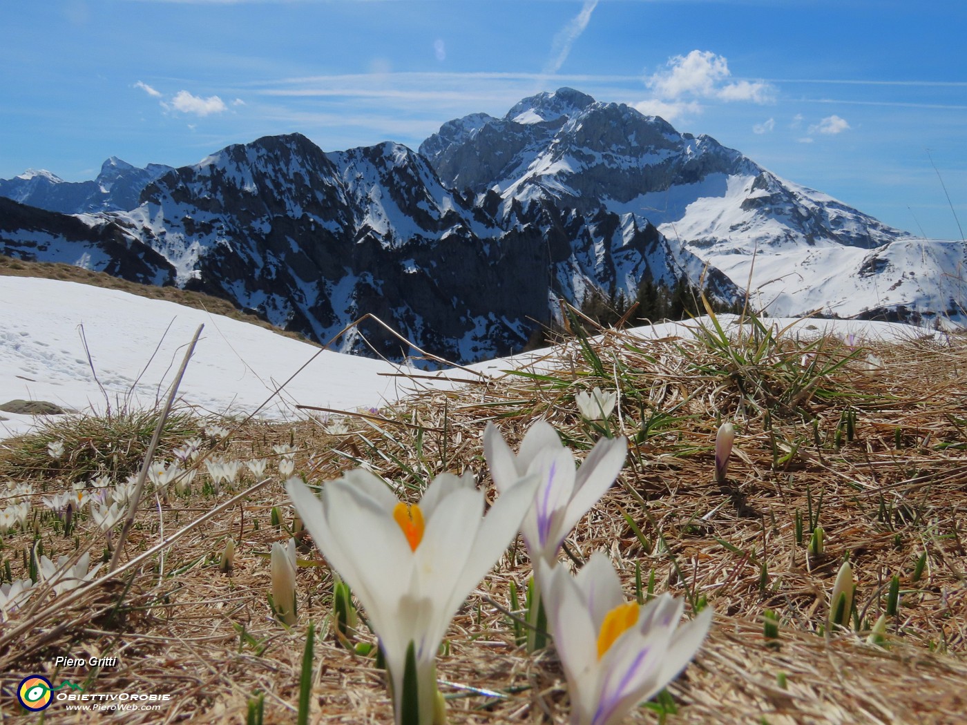 17 Al Monte Campo primi Crocus vernus .JPG